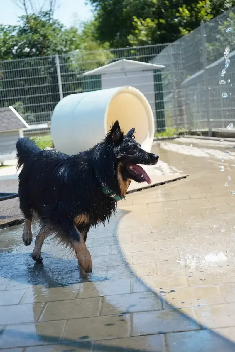 Kiki -  - Bild 3