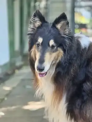 Fiete – Border Collie – Bild 3