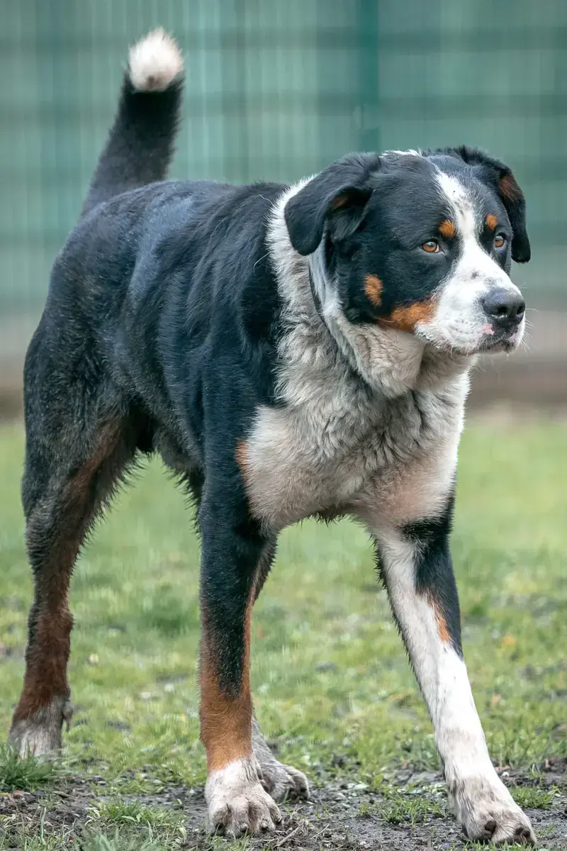 Bruno -  - Bild 6