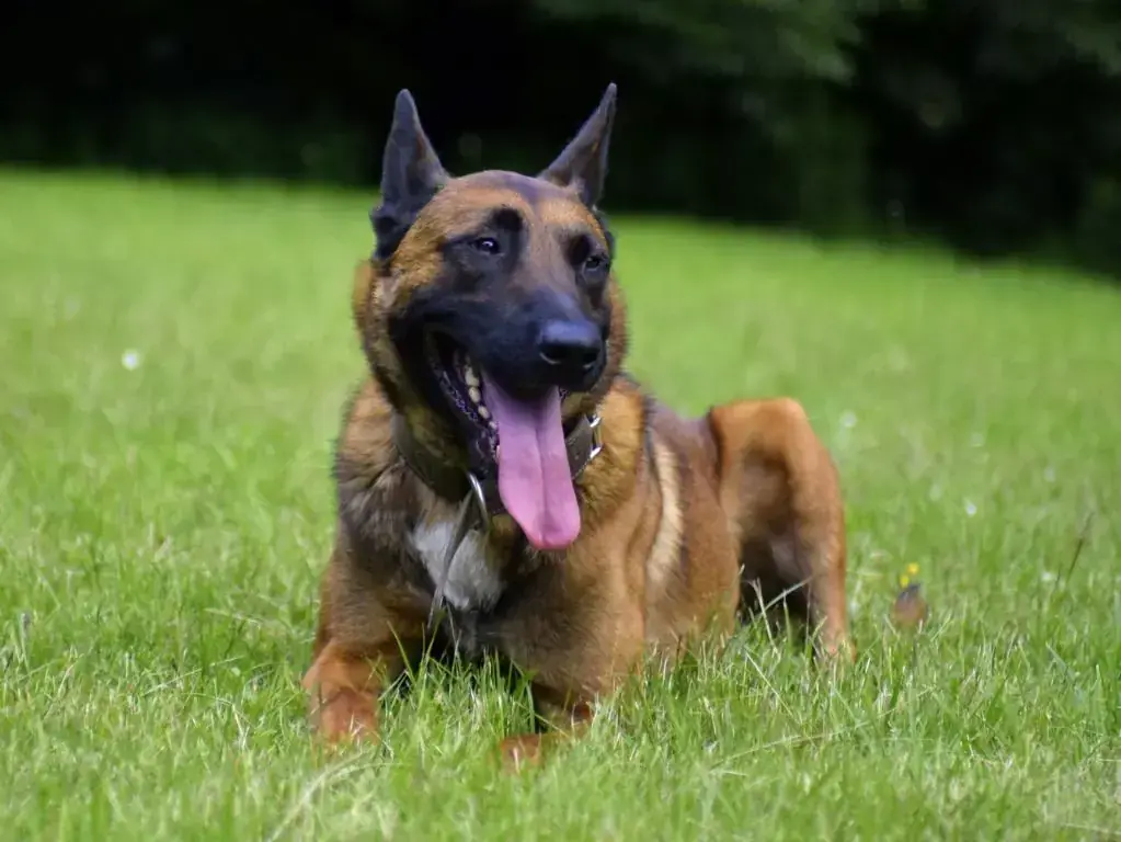 Balou -  - Bild 1
