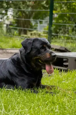 Oxana – Rottweiler – Bild 2
