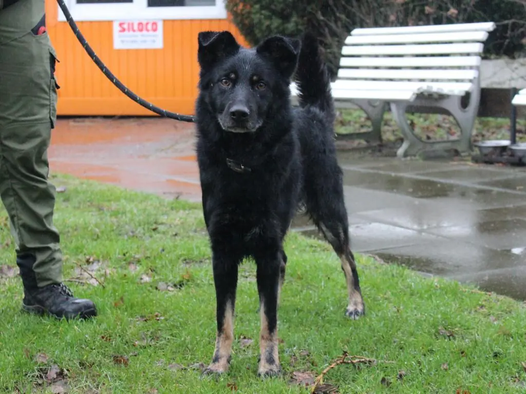 Arthus - Deutscher Schäferhund - Bild 2