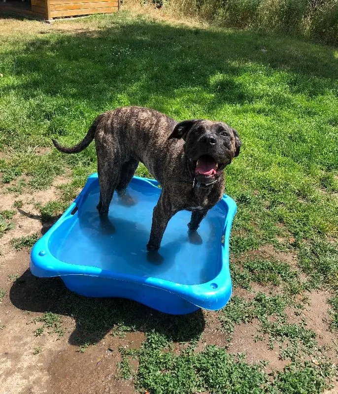 Cora - Dogo Canario - Bild 14