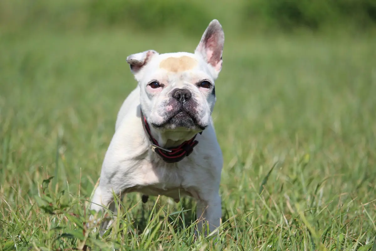 Dolly - Französische Bulldogge - Bild 11