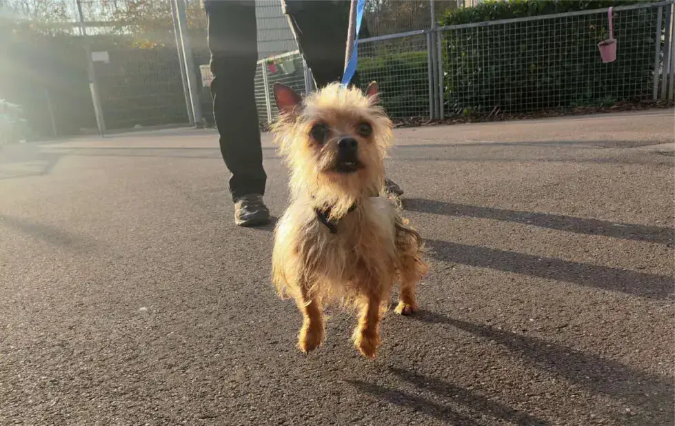Max - Chihuahua - Bild 5