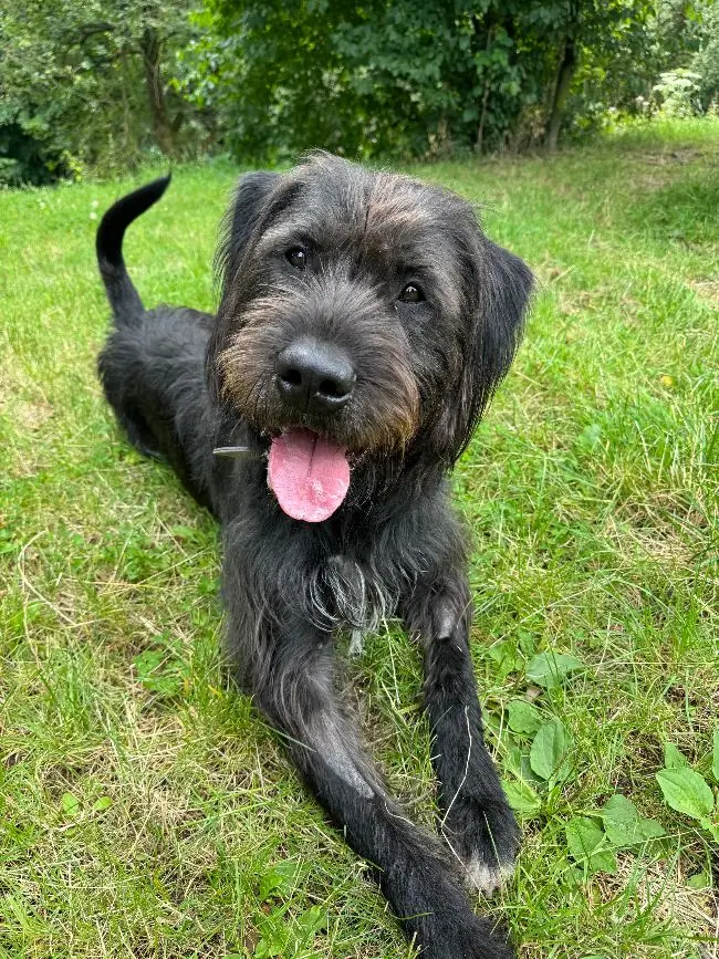 Kalle - Riesenschnauzer - Bild 5