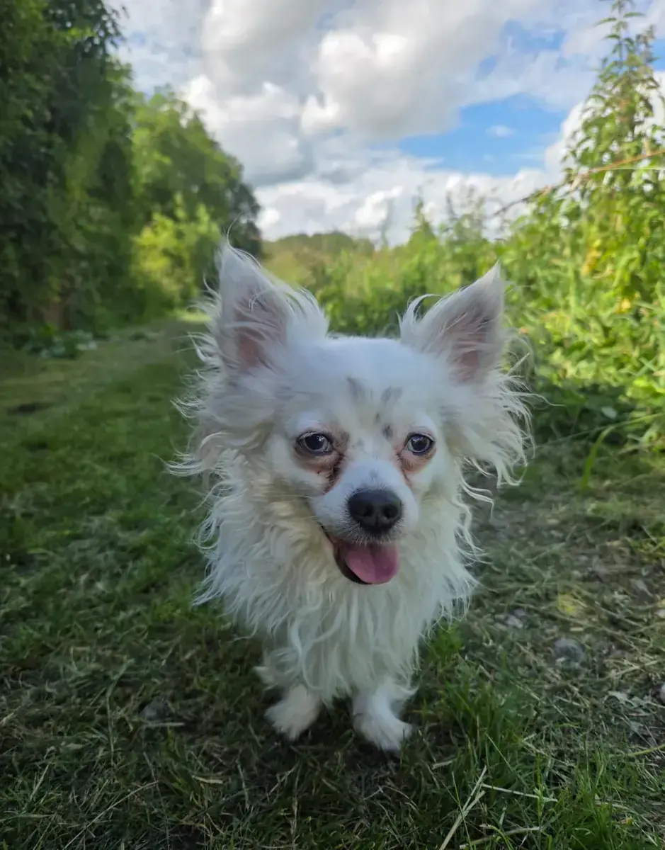 Ozzy - Chihuahua - Bild 1