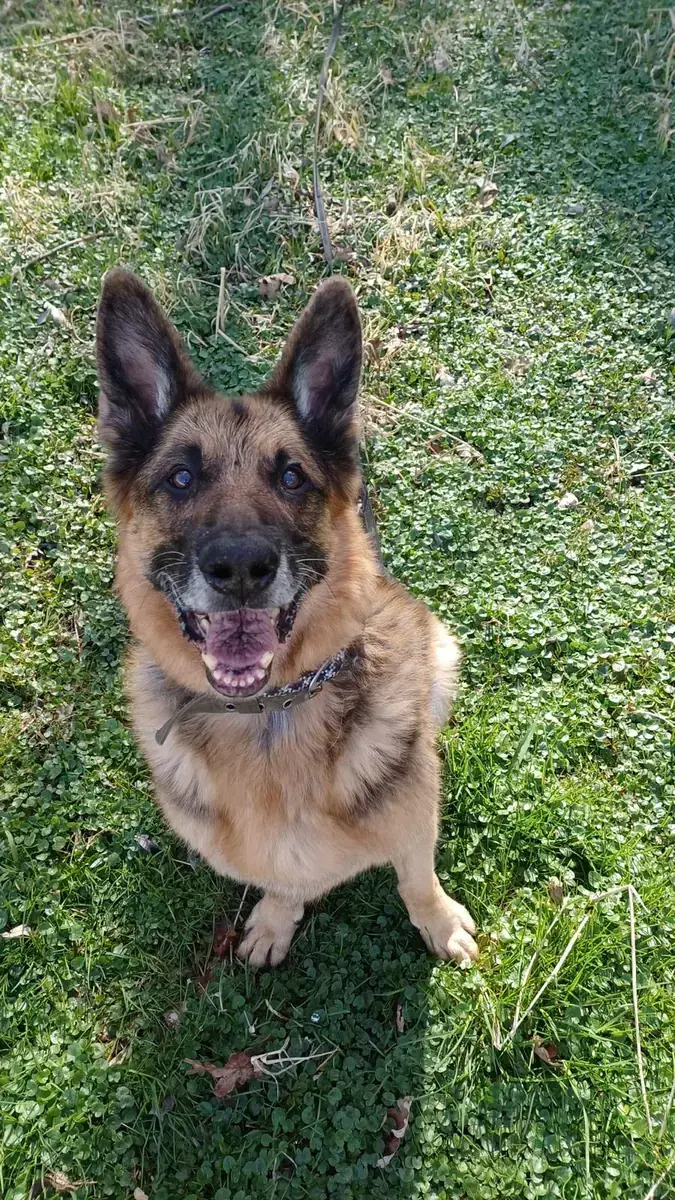 Aaron - Deutscher Schäferhund - Bild 4