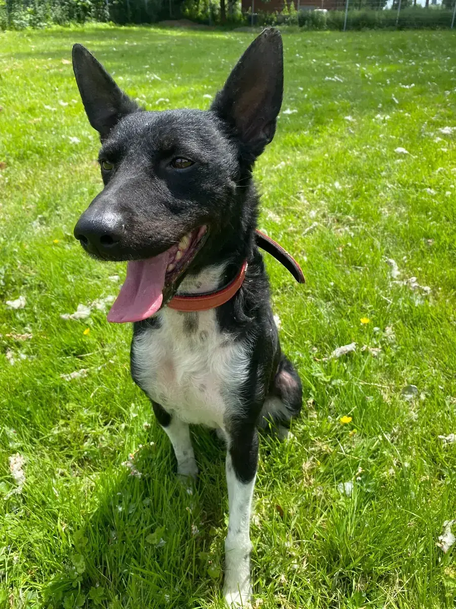 Freddy -  - Bild 4