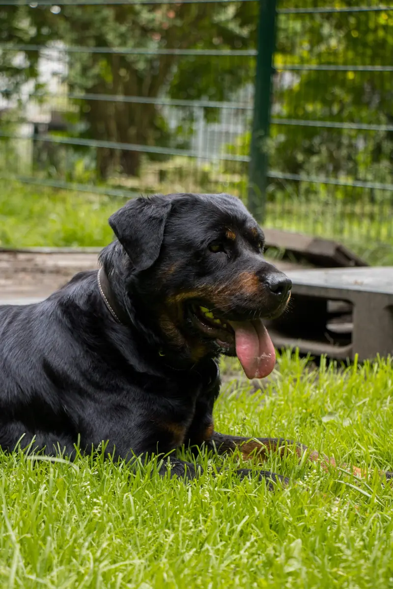 Oxana - Rottweiler - Bild 2