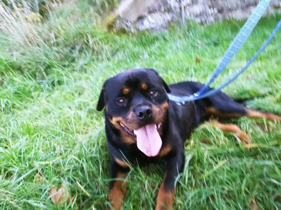 Nero - Rottweiler - Bild 2