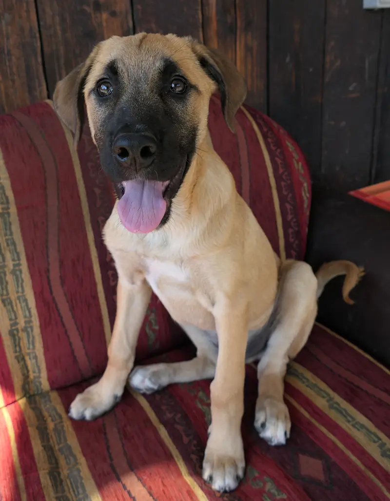 Diesel -  - Bild 2