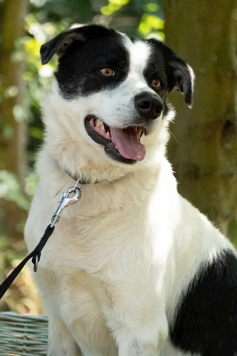 Charly -  - Bild 2