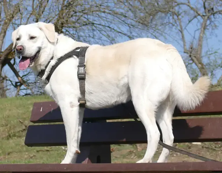 Bruno - Labrador Retriever - Bild 2