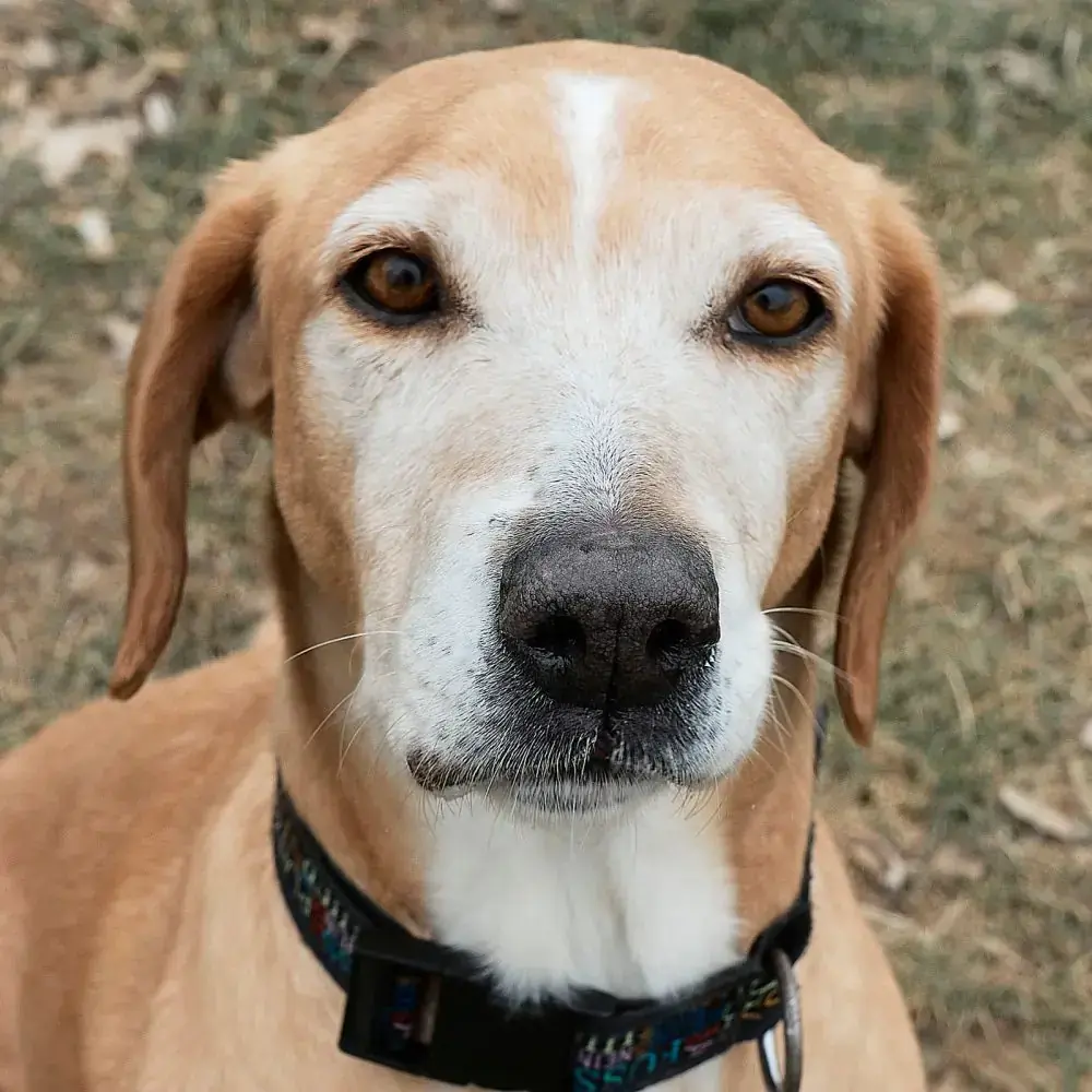 Simon -  - Bild 4