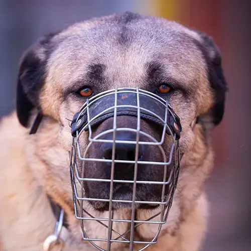 Kangal-Hirtenhund Garib