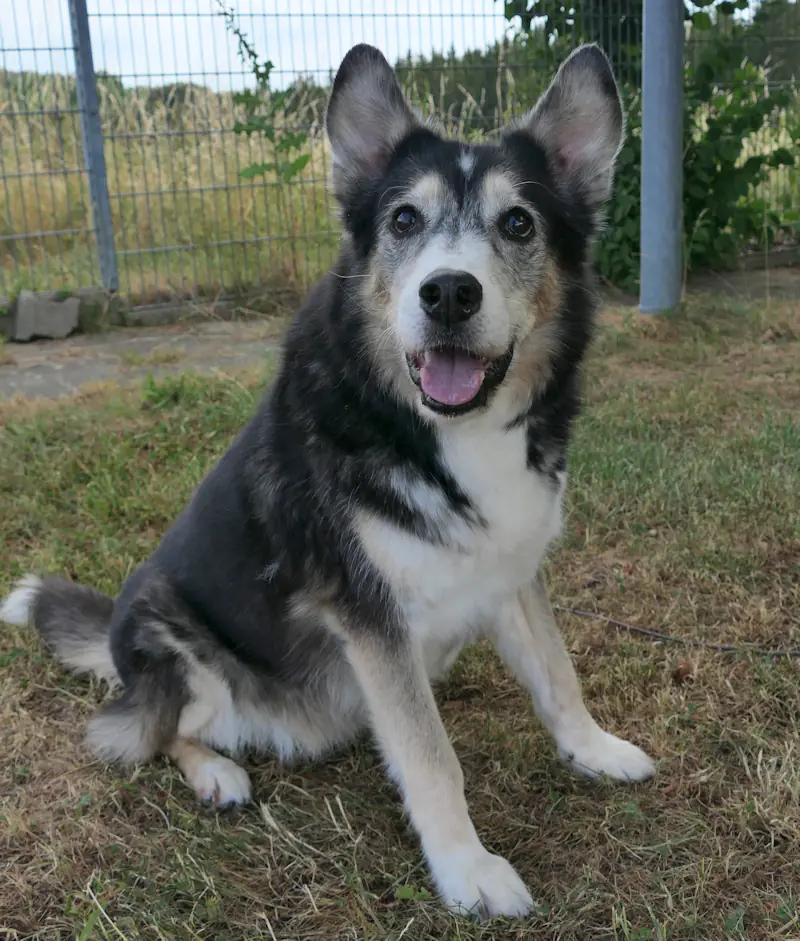 Angelique -  - Bild 2