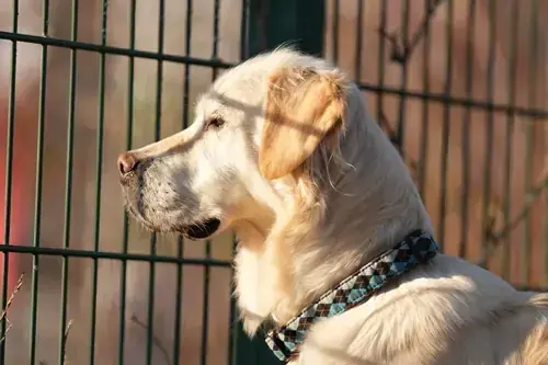 Golden Retriever Irma