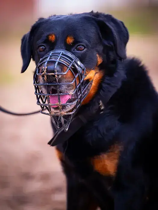 Charles – Hund – Bild 5
