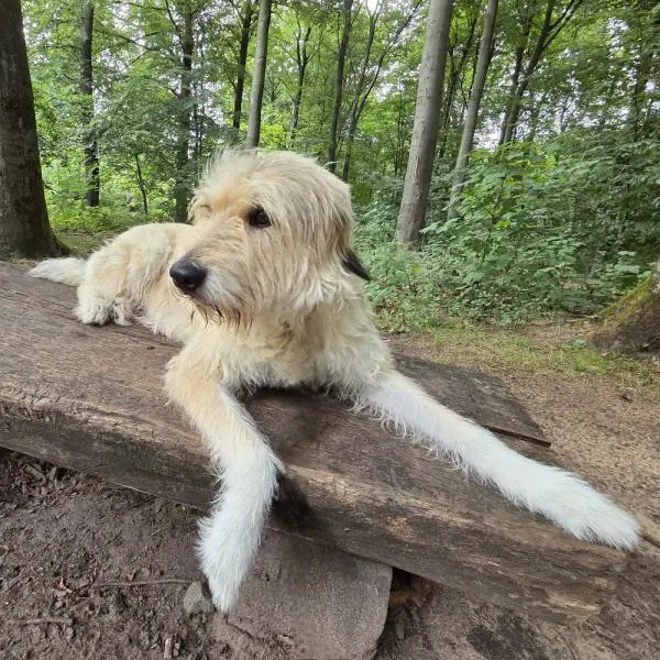 Fina -  - Bild 3