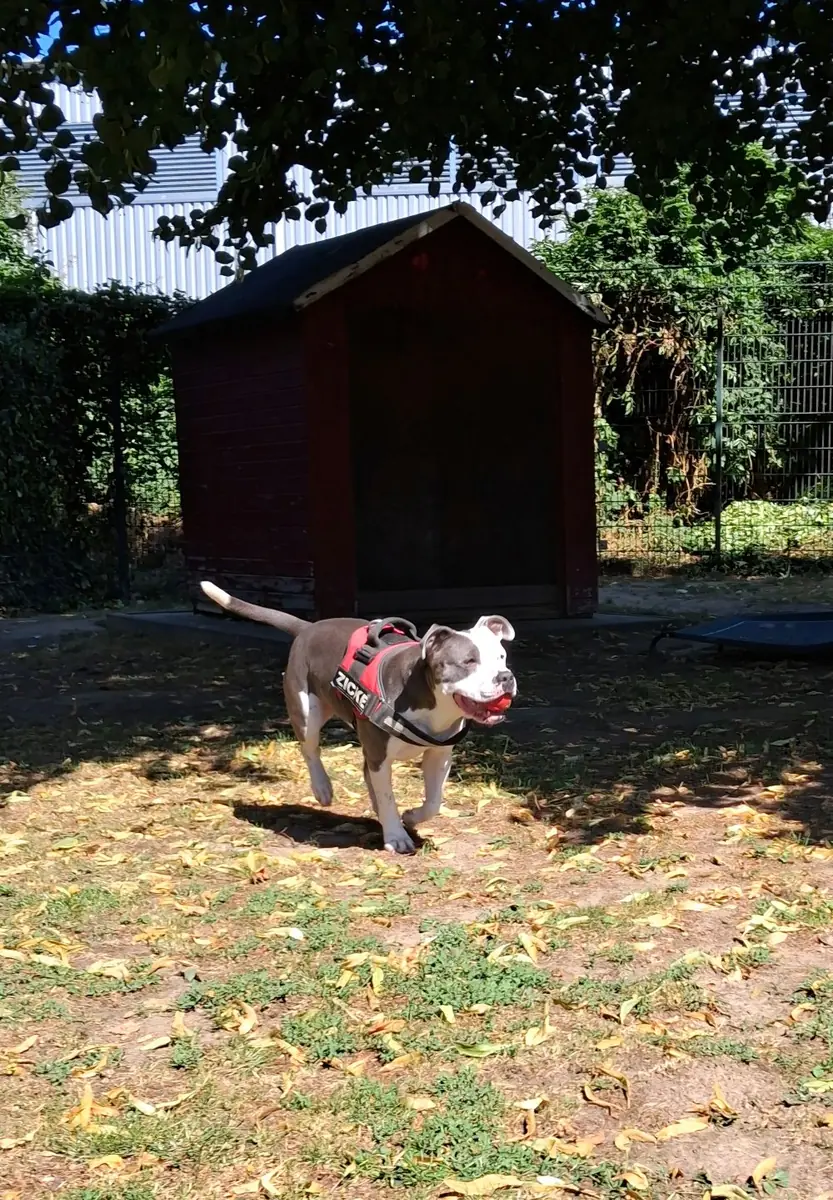 Gulia -  - Bild 8
