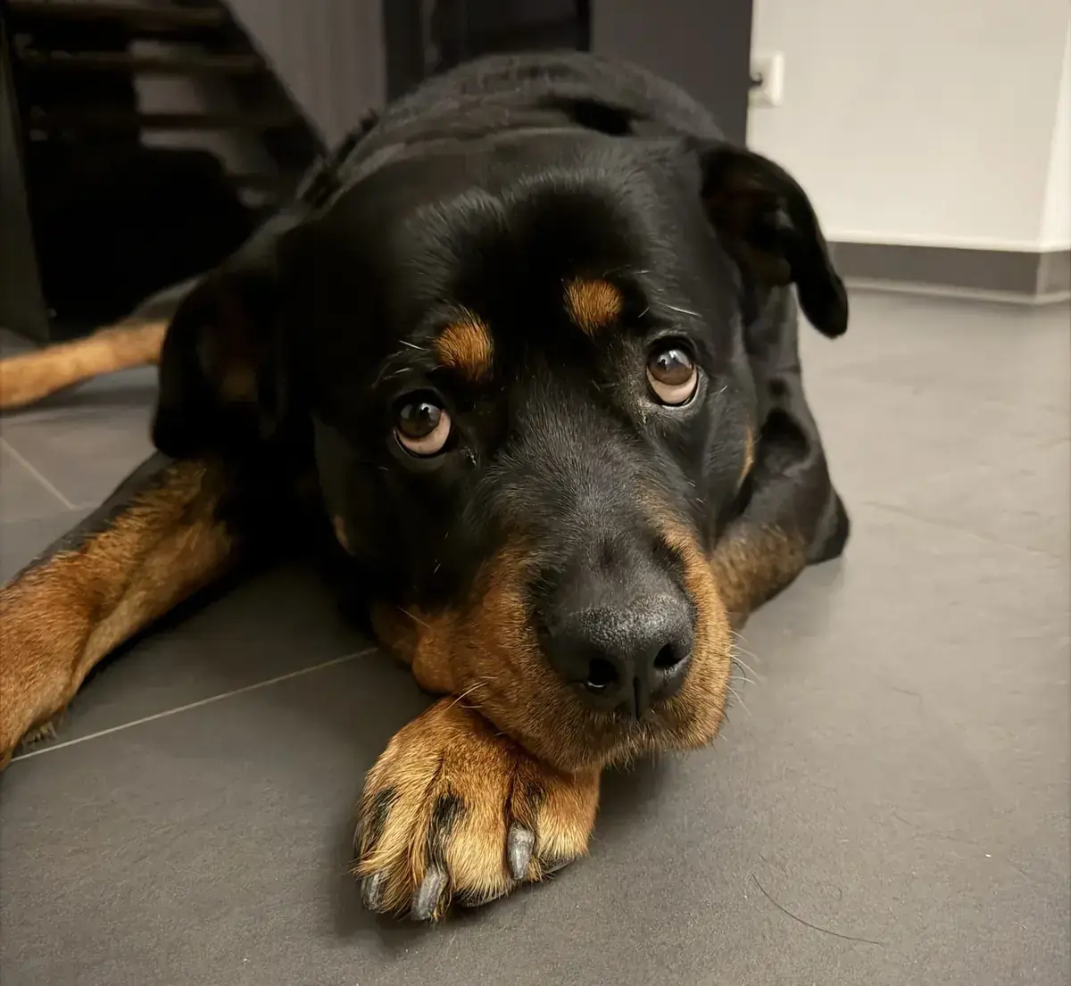 Tyra - Rottweiler - Bild 2