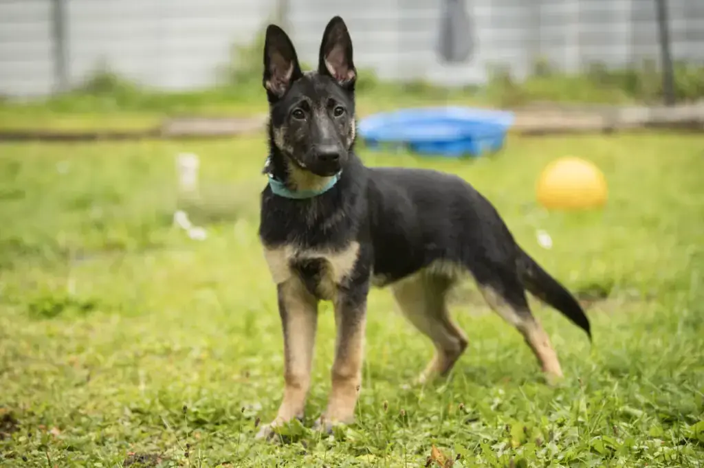 Tucca - Deutscher Schäferhund - Bild 1