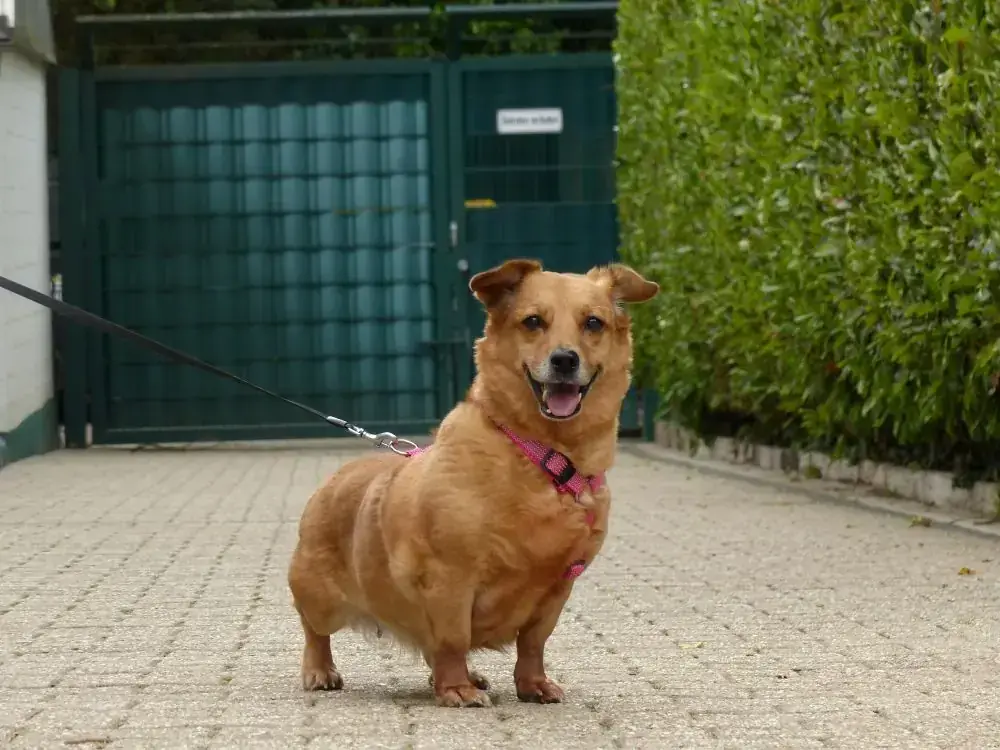 Toffee -  - Bild 1