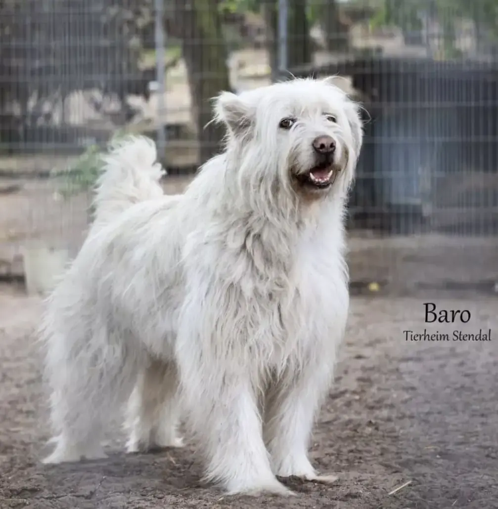 Ciobănesc Românesc Mioritic Baro