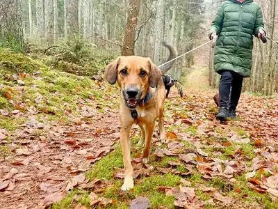 Defne – Hund – Bild 12