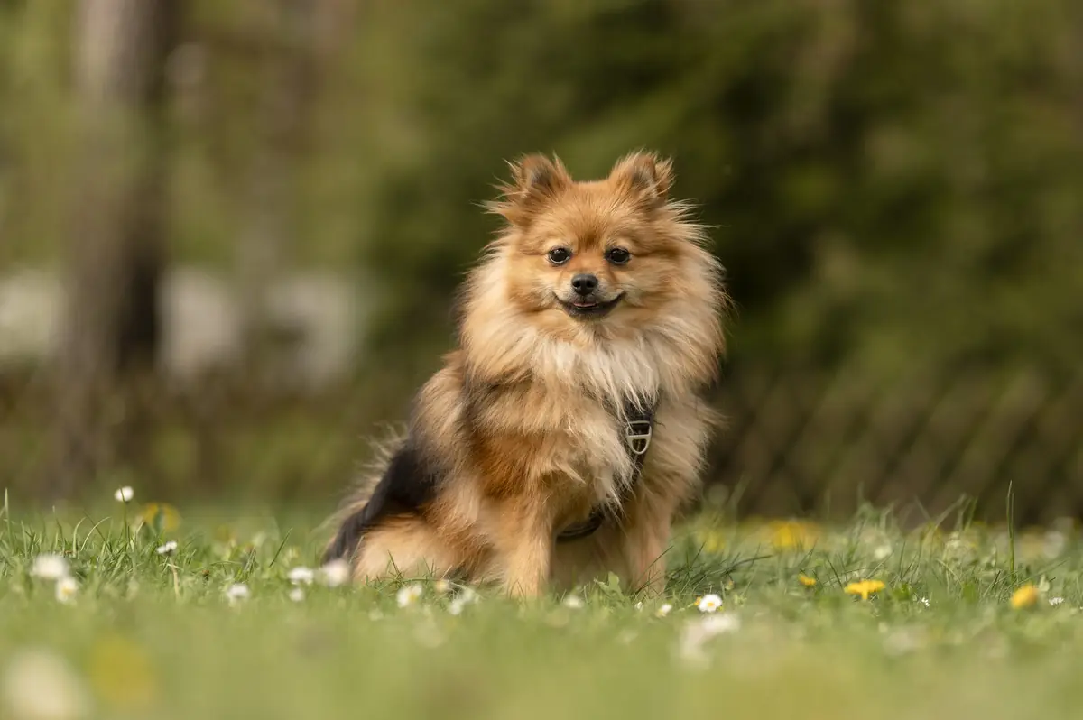 Ronja -  - Bild 2