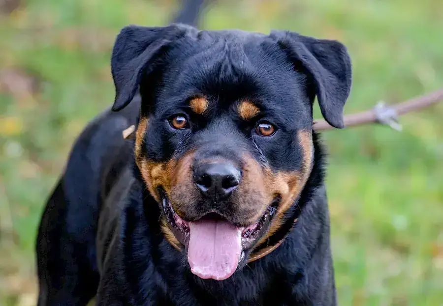 Rottweiler Tiger