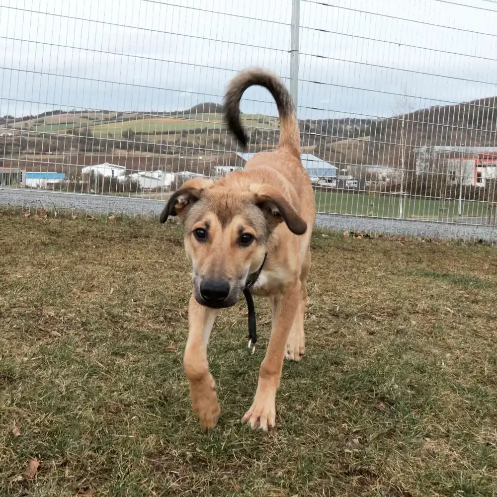 Luigi -  - Bild 6