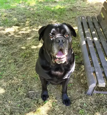 Klausi – Cane Corso Italiano – Bild 7
