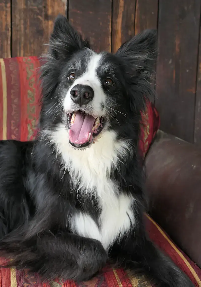 Bert - Border Collie - Bild 2