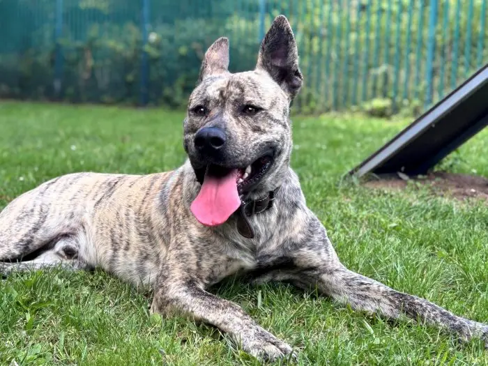 Milo -  - Bild 1