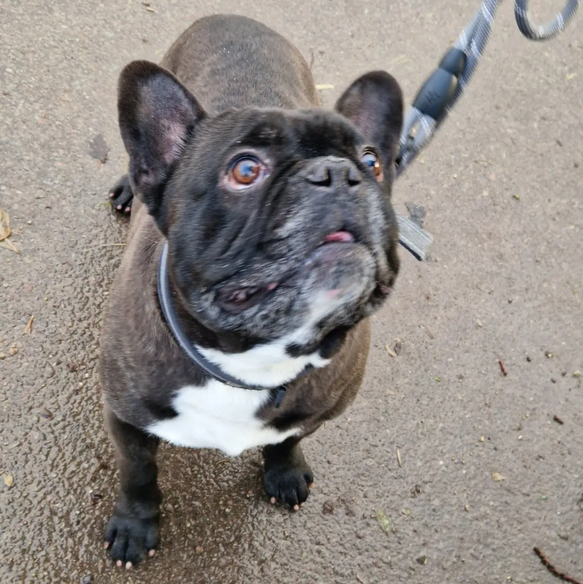 Kuma und Thor - Französische Bulldogge - Bild 15