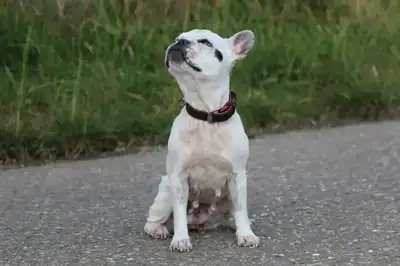 Dolly – Französische Bulldogge – Bild 3