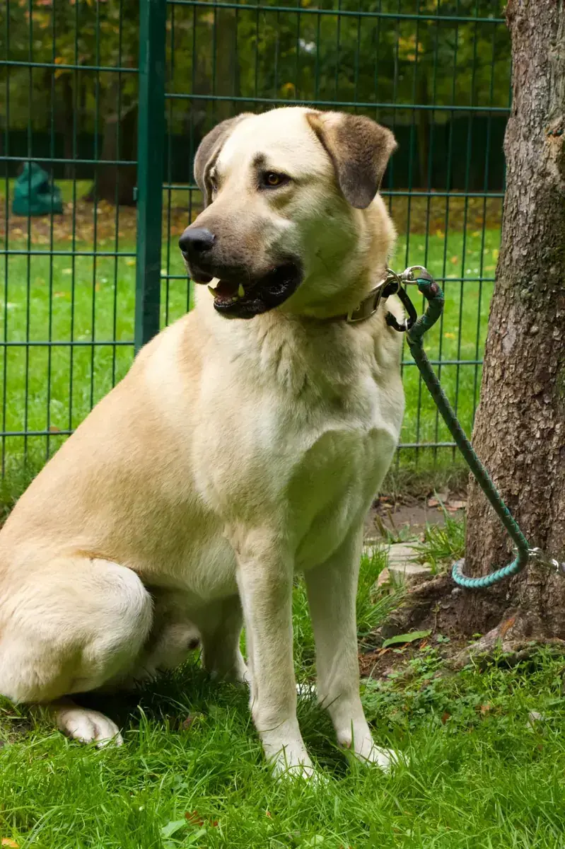 Kangal-Hirtenhund Max