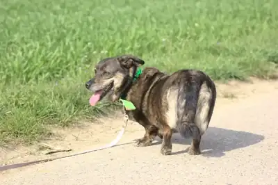 Benni – Dackel, Deutscher Schäferhund – Bild 3