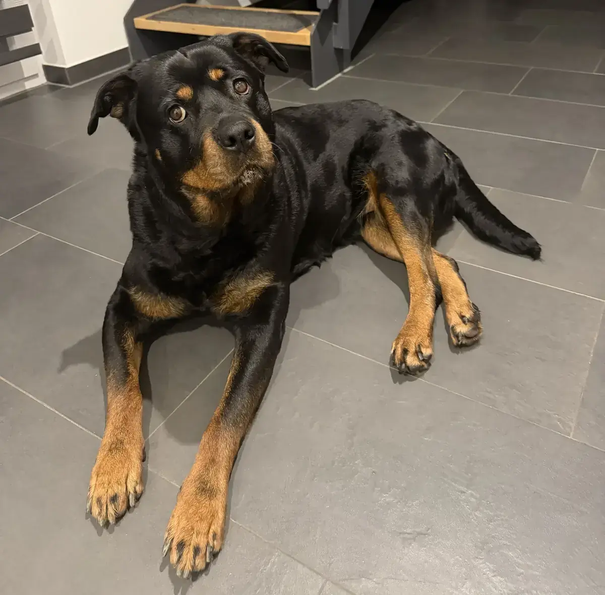 Tyra - Rottweiler - Bild 3