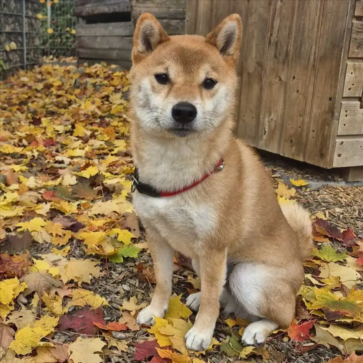 JIRO - Shiba - Bild 3