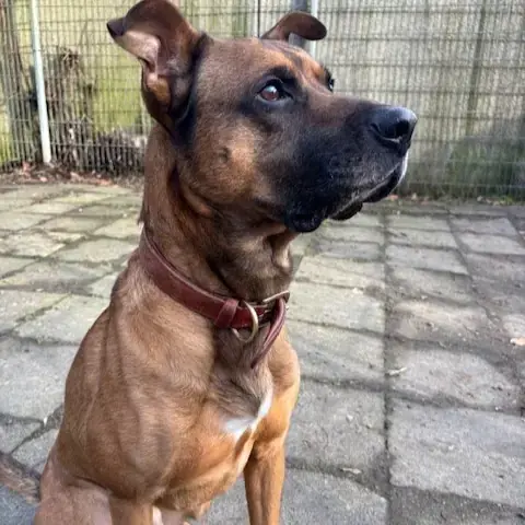 Balu - Deutscher Boxer - Bild 2