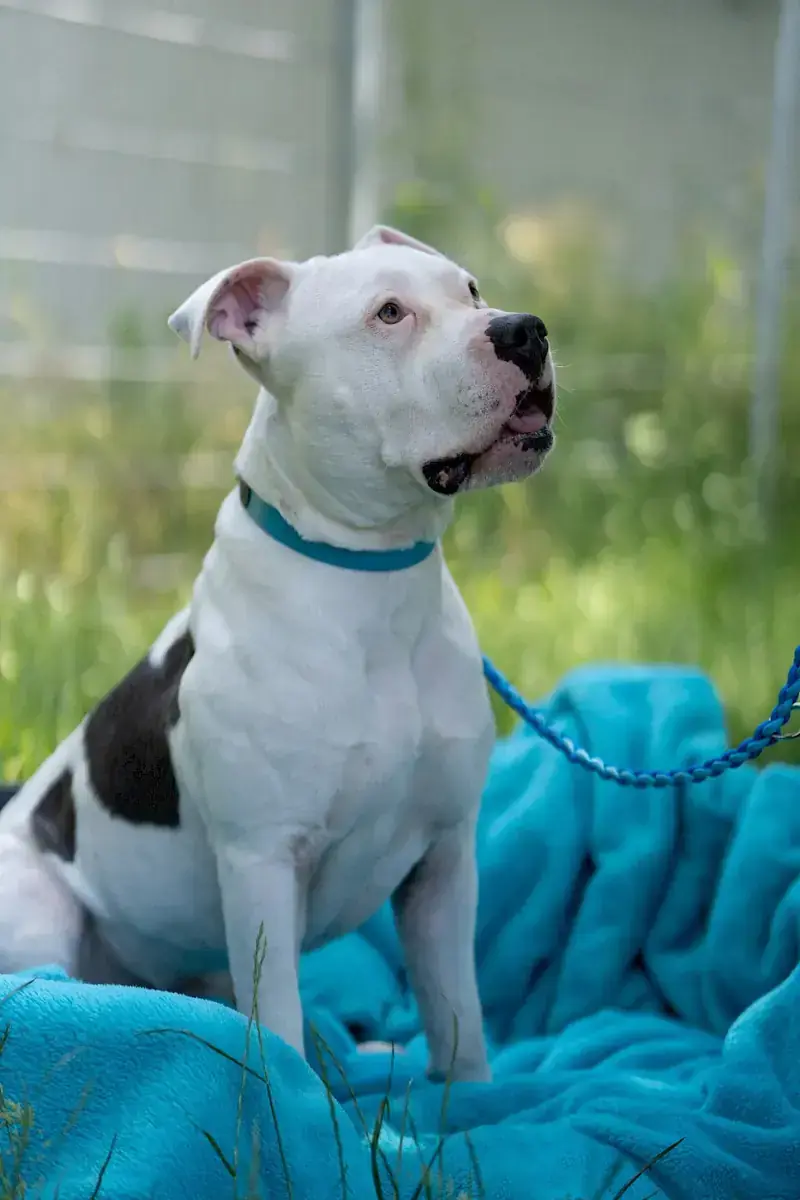 Apollo - American Staffordshire Terrier - Bild 14
