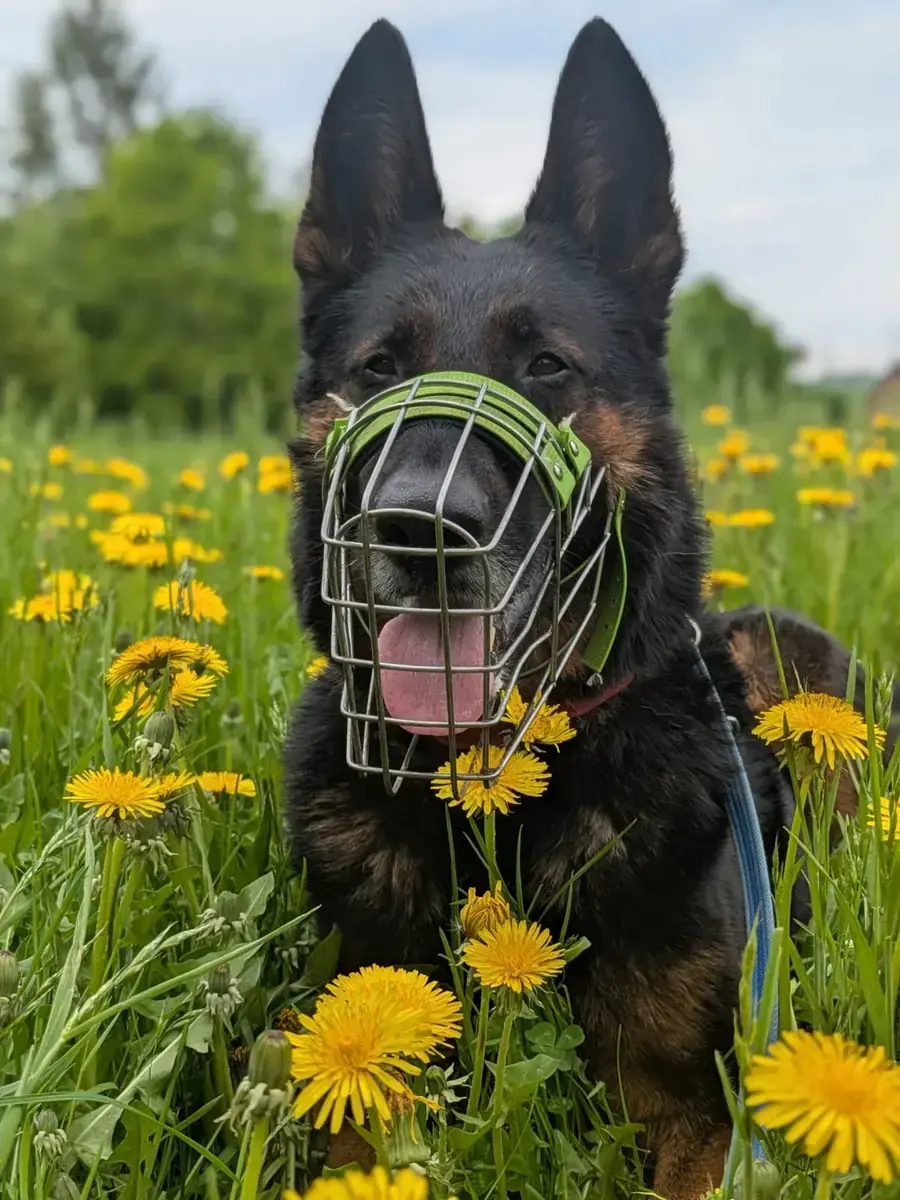 Miko - Deutscher Schäferhund - Bild 1