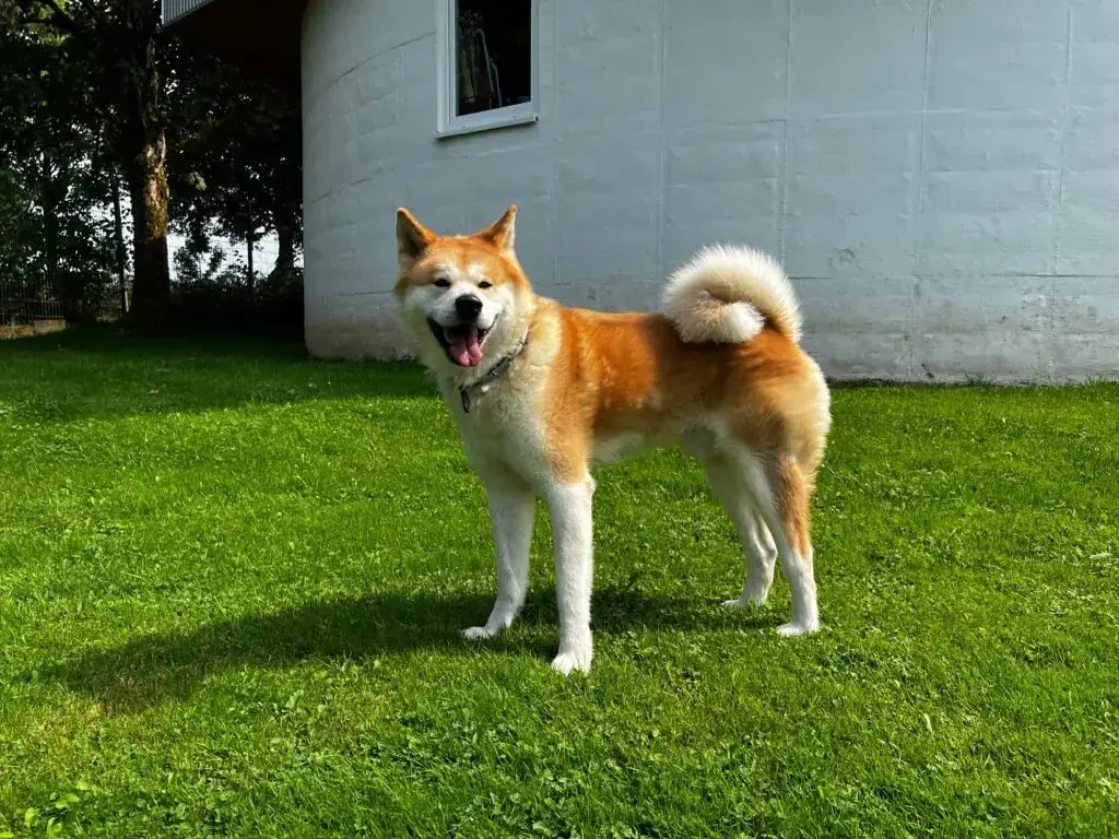Akita Chicco