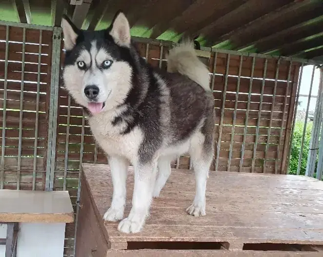 Flash - Siberian Husky - Bild 2