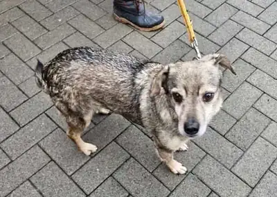 Roland – Hund – Bild 10