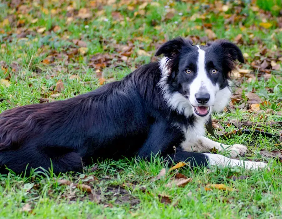 Manoah - Border Collie - Bild 6
