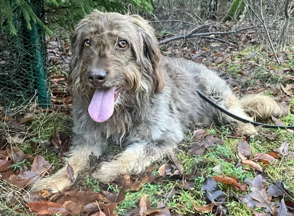 Mascha - Briard - Bild 3
